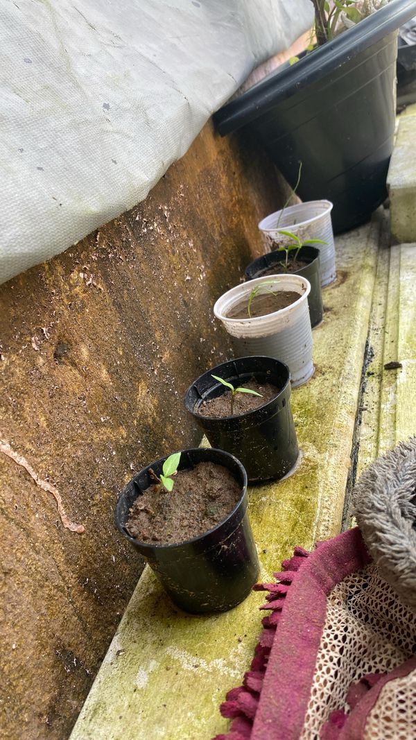 Identificação da planta Pimenta por foto