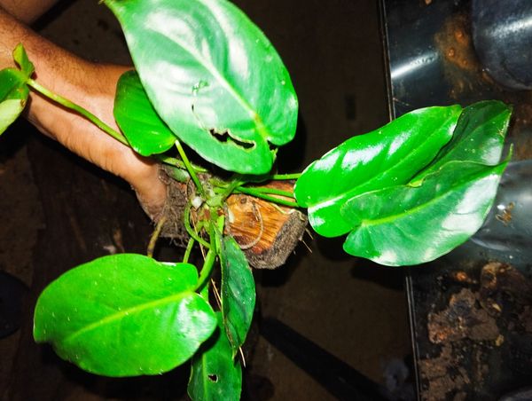 Identificação da planta Pacová por foto