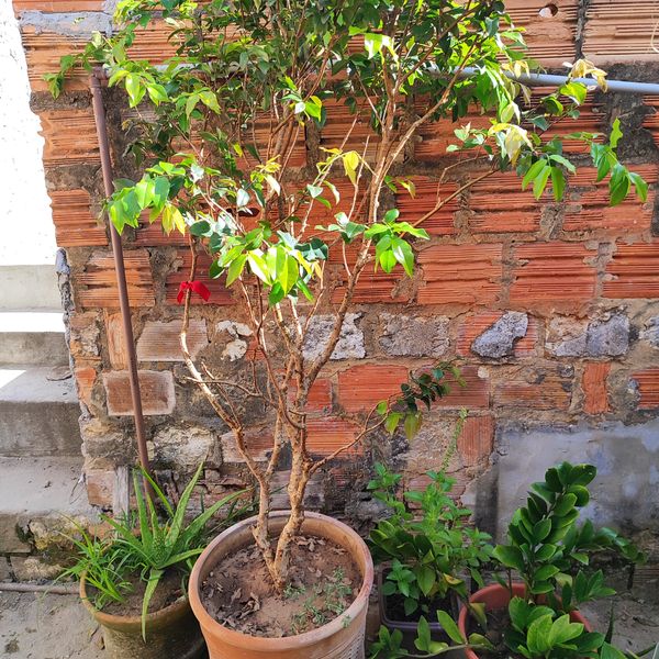 Identificação da planta Jabuticaba-paulista por foto