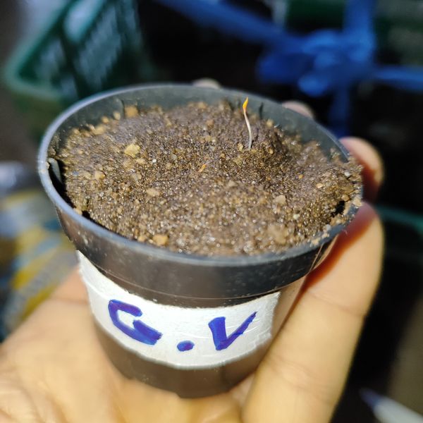 Identificação da planta Drosera espatulada por foto