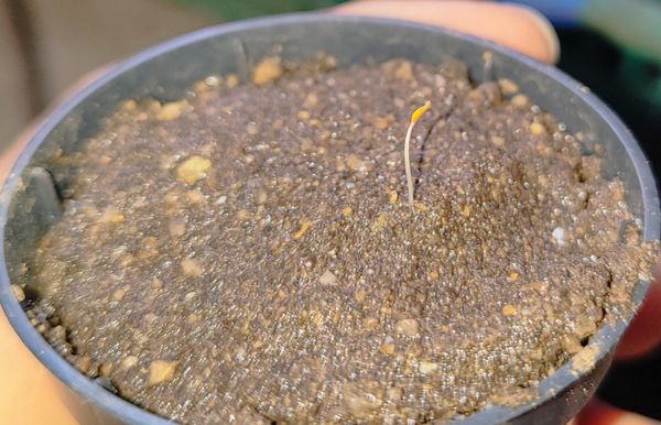 Identificação da planta Gabiroba por foto