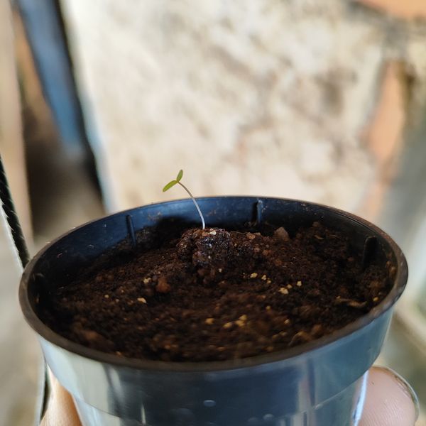 Identificação da planta Orostachys malacophylla não possui um nome popular amplamente reconhecido no Brasil por foto