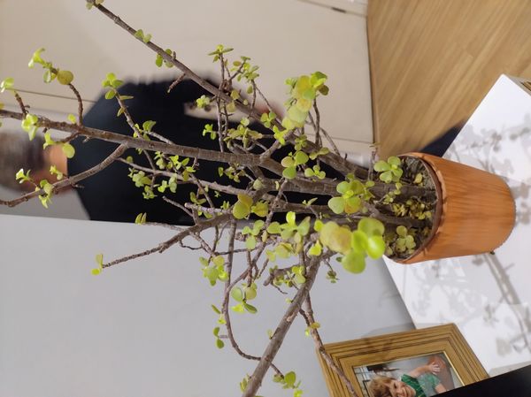 Identificação da planta Jade três cores por foto
