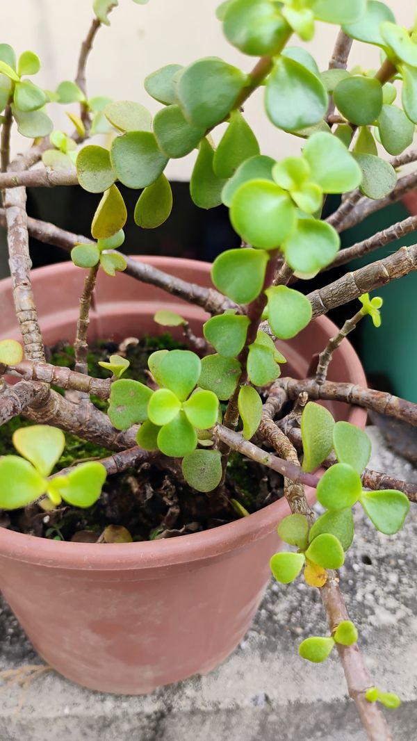 Identificação da planta Jade três cores por foto