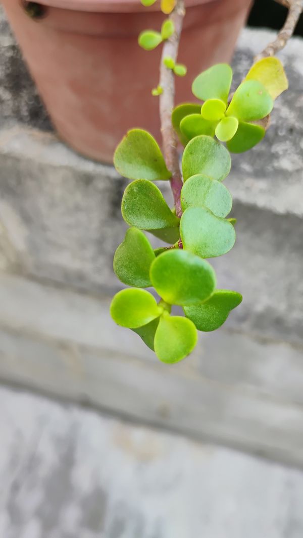 Identificação da planta Jade três cores por foto