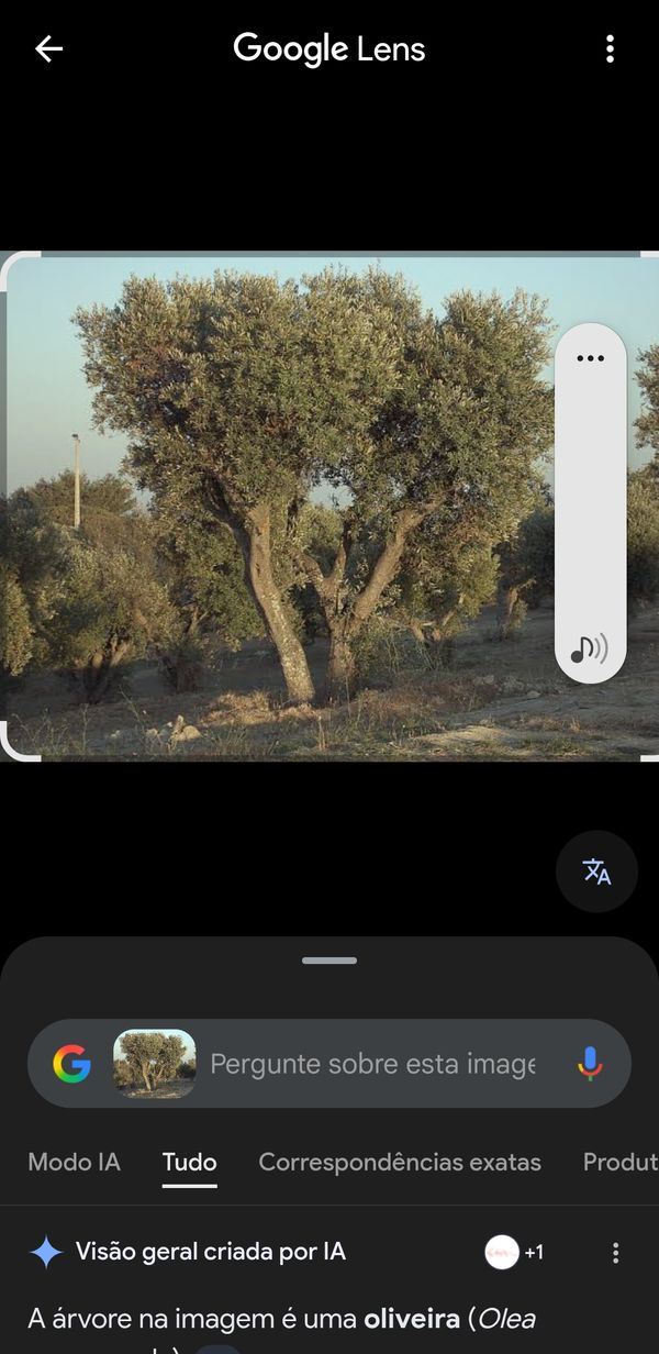 Identificação da planta Oliveira por foto