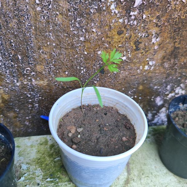 Identificação da planta Coentro por foto