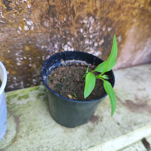 Identificação da planta Malagueta por foto