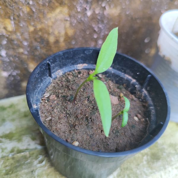 Identificação da planta Malagueta por foto