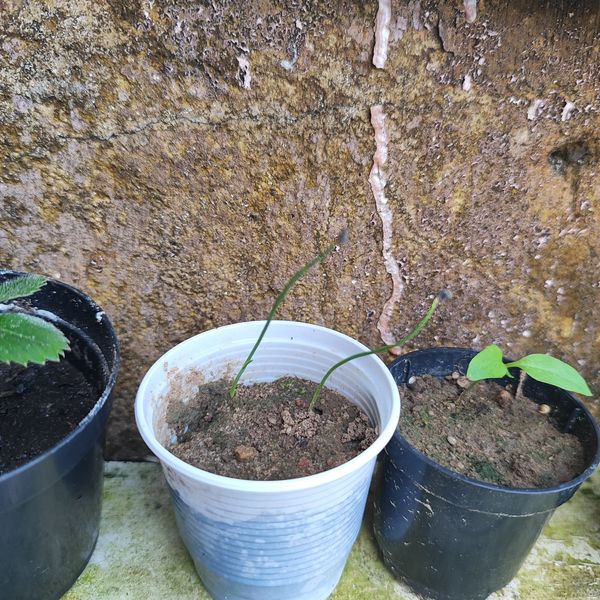 Identificação da planta Peito-de-moça por foto