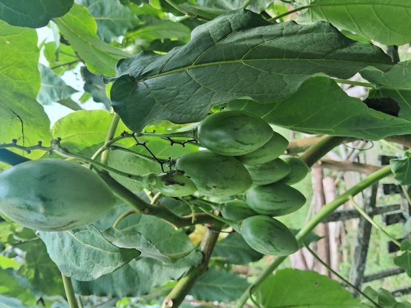 Identificação da planta Tomate de árvore por foto