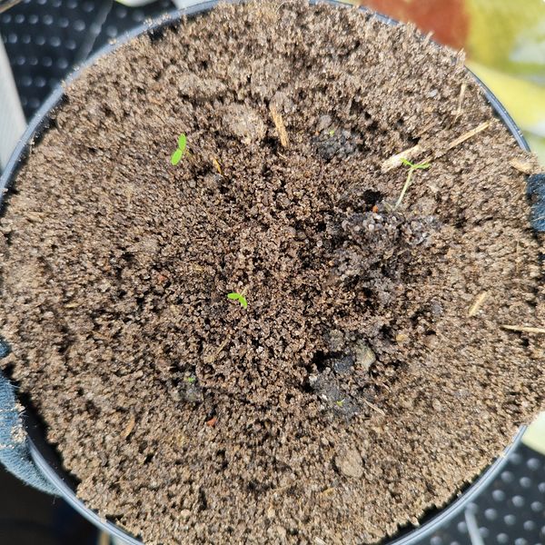 Identificação da planta Alface por foto