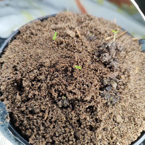 Identificação da planta Alface por foto