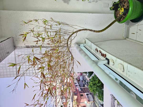 Identificação da planta Bambu-mossô por foto