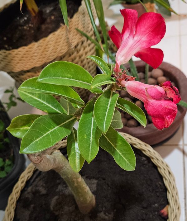 Identificação da planta Rosa-do-deserto por foto