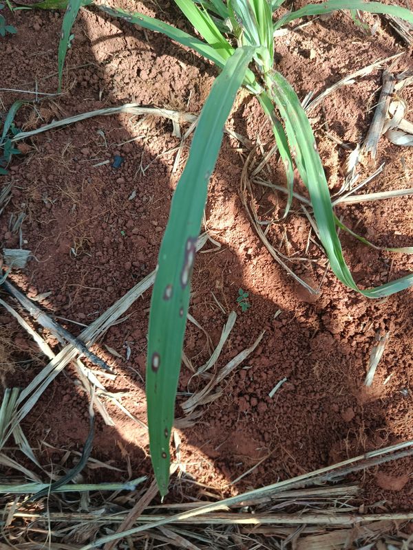 Identificação da planta Capim-de-rhodes por foto