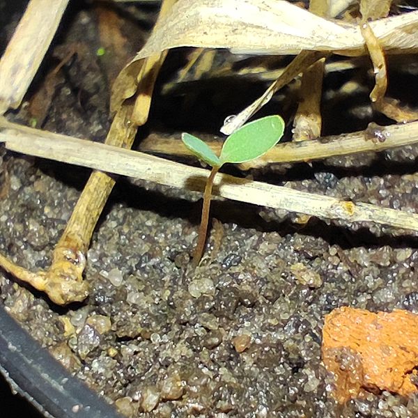Identificação da planta Milfurada por foto