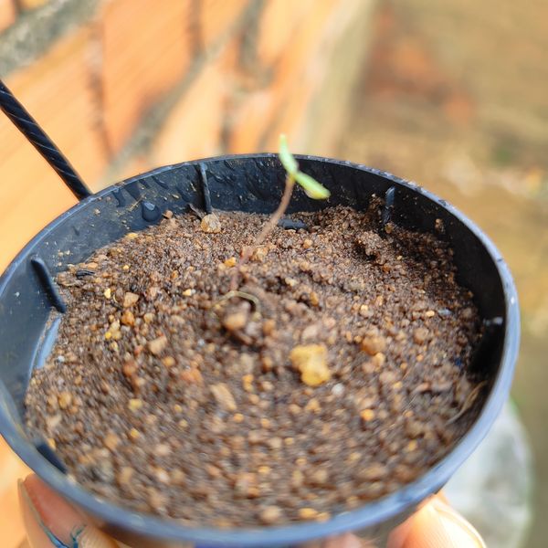 Identificação da planta Tomate por foto
