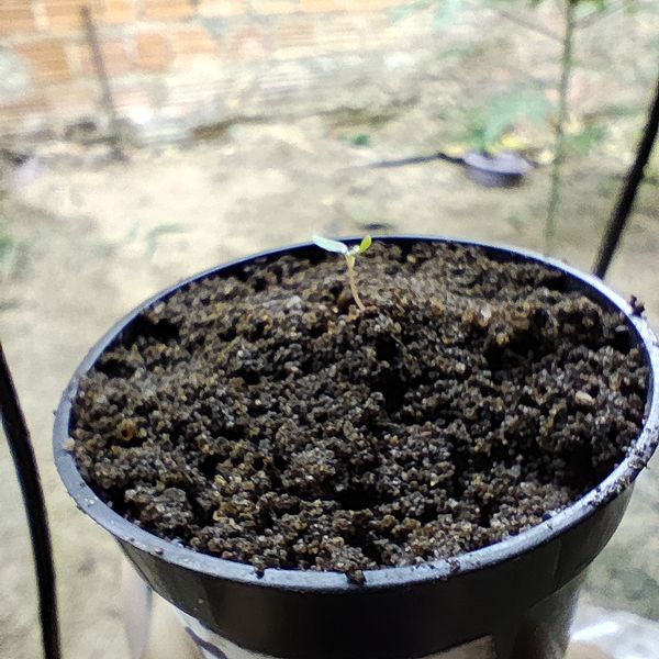 Identificação da planta Pitangatuba por foto