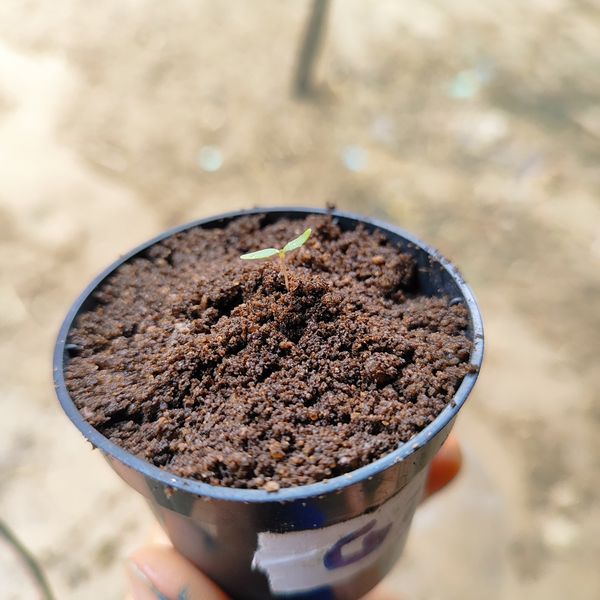 Identificação da planta Maconha por foto