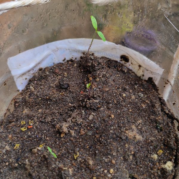 Identificação da planta Tomate por foto