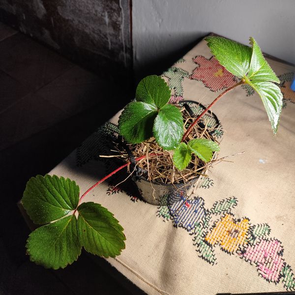 Identificação da planta morangueiro por foto