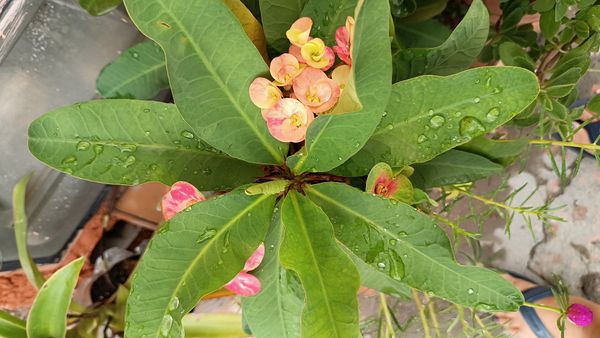 Identificação da planta Coroa-de-Cristo por foto