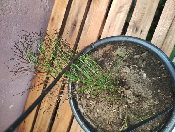 Identificação da planta Russélia por foto