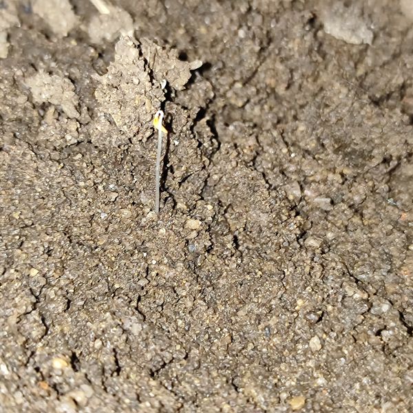 Identificação da planta Açafrão-do-prado por foto