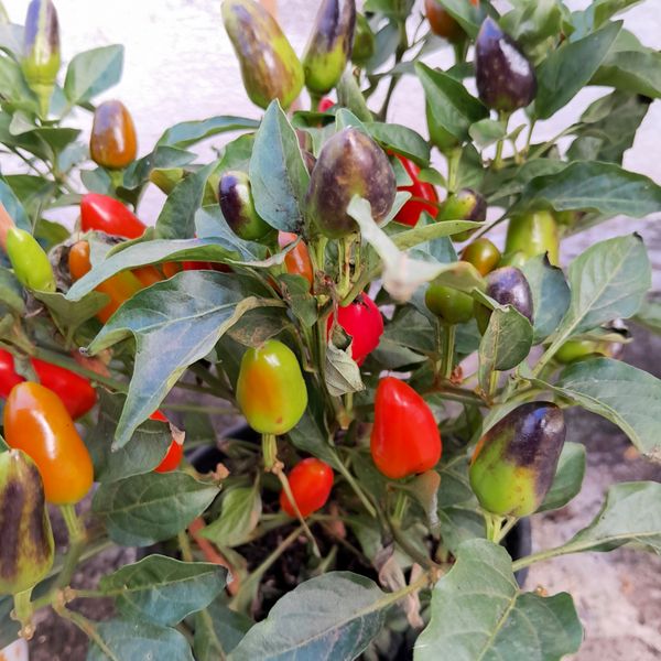 Identificação da planta Pimenta por foto