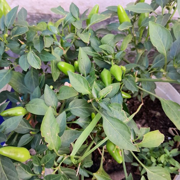Identificação da planta Malagueta por foto