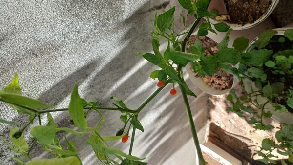 Identificação da planta Pimenta-de-cheiro por foto