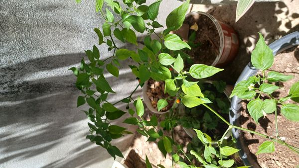 Identificação da planta Pimenta-de-cheiro por foto