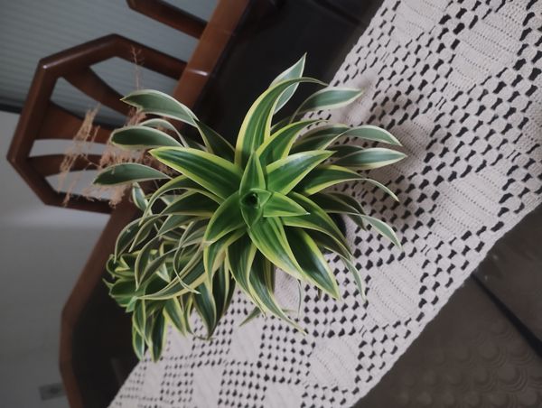 Identificação da planta Pleomele por foto