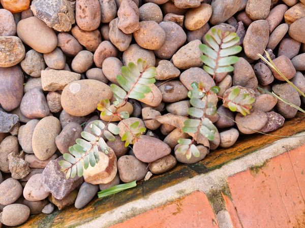 Identificação da planta Quebra-pedra por foto