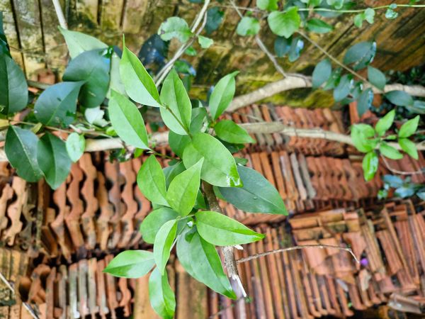Identificação da planta Ligustro por foto