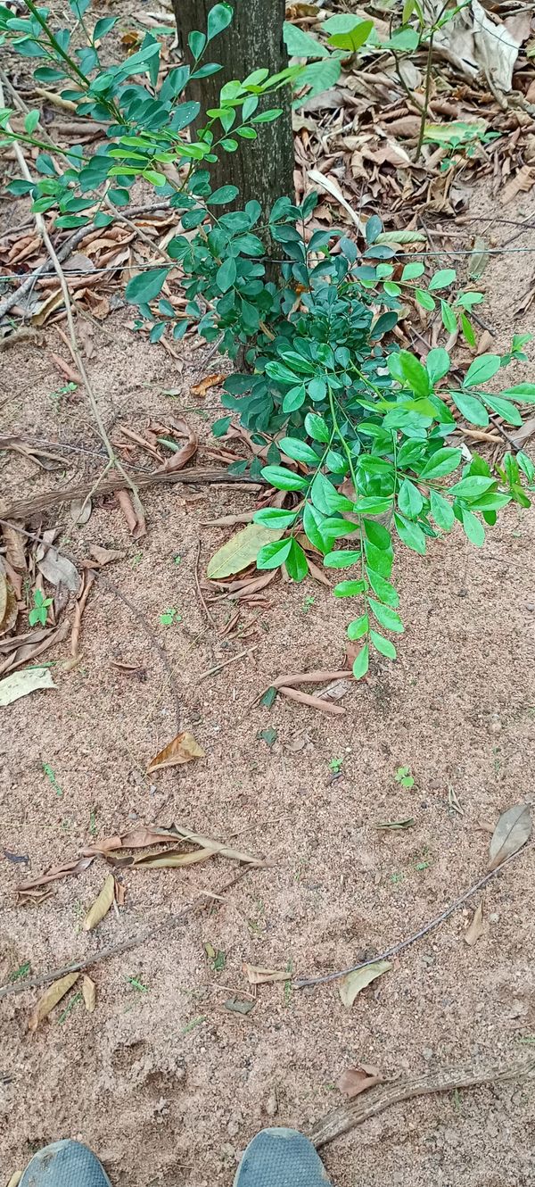 Identificação da planta Murta-de-cheiro por foto