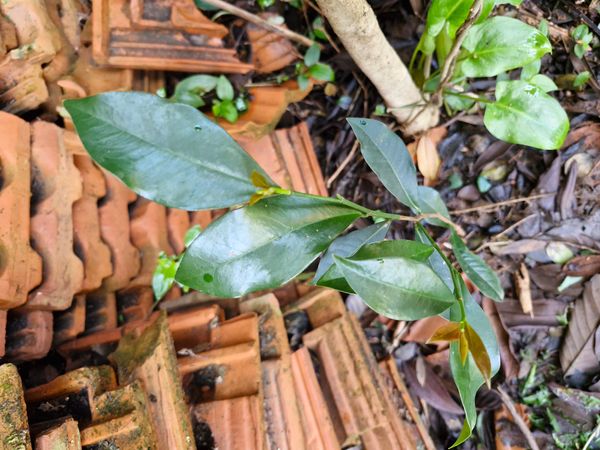 Identificação da planta Cocão por foto