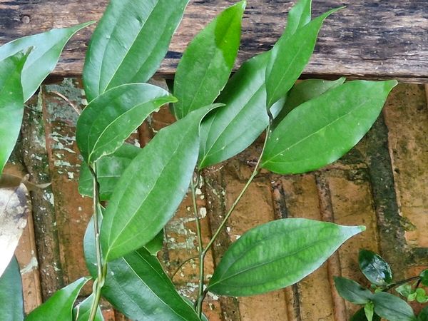 Identificação da planta Canela-da-China por foto