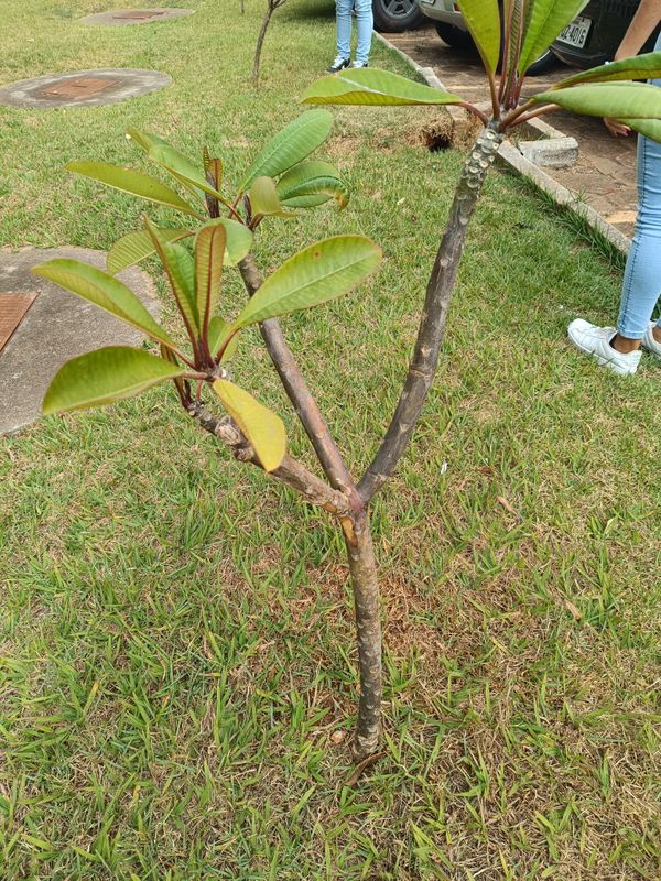 Identificação da planta Jasmim-manga por foto