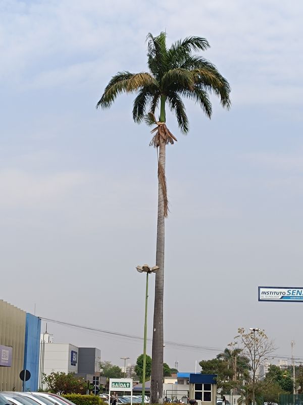 Identificação da planta Palmeira-real por foto