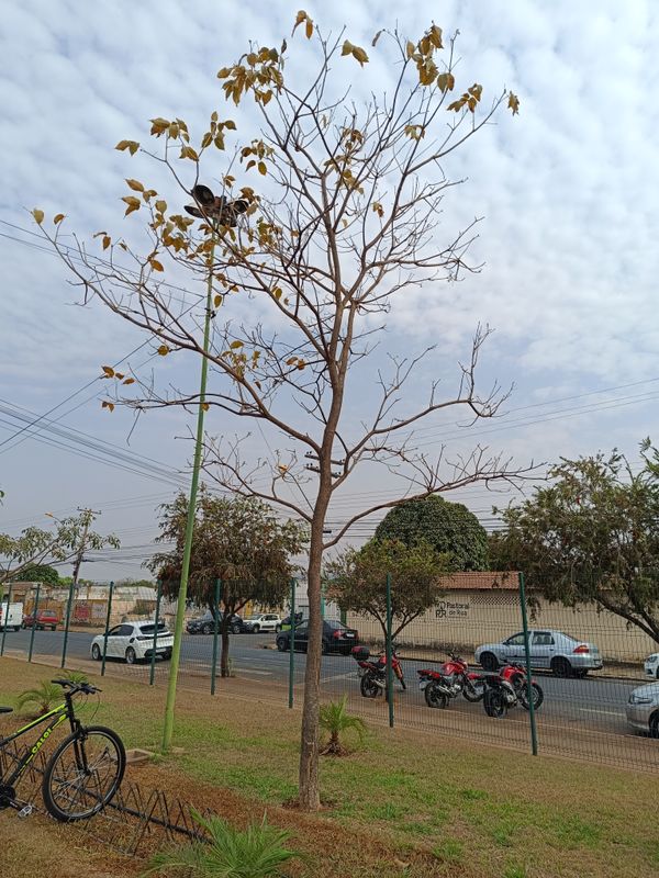 Identificação da planta Ipê-branco por foto
