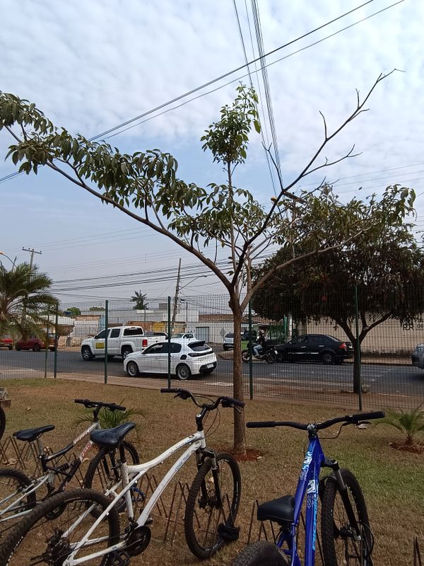 Identificação da planta Ipê-roxo por foto