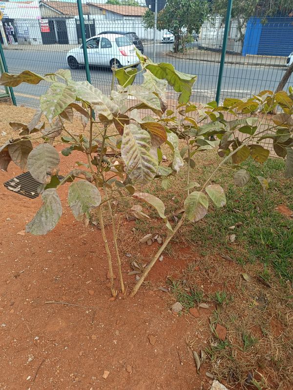 Identificação da planta Ipê-roxo por foto