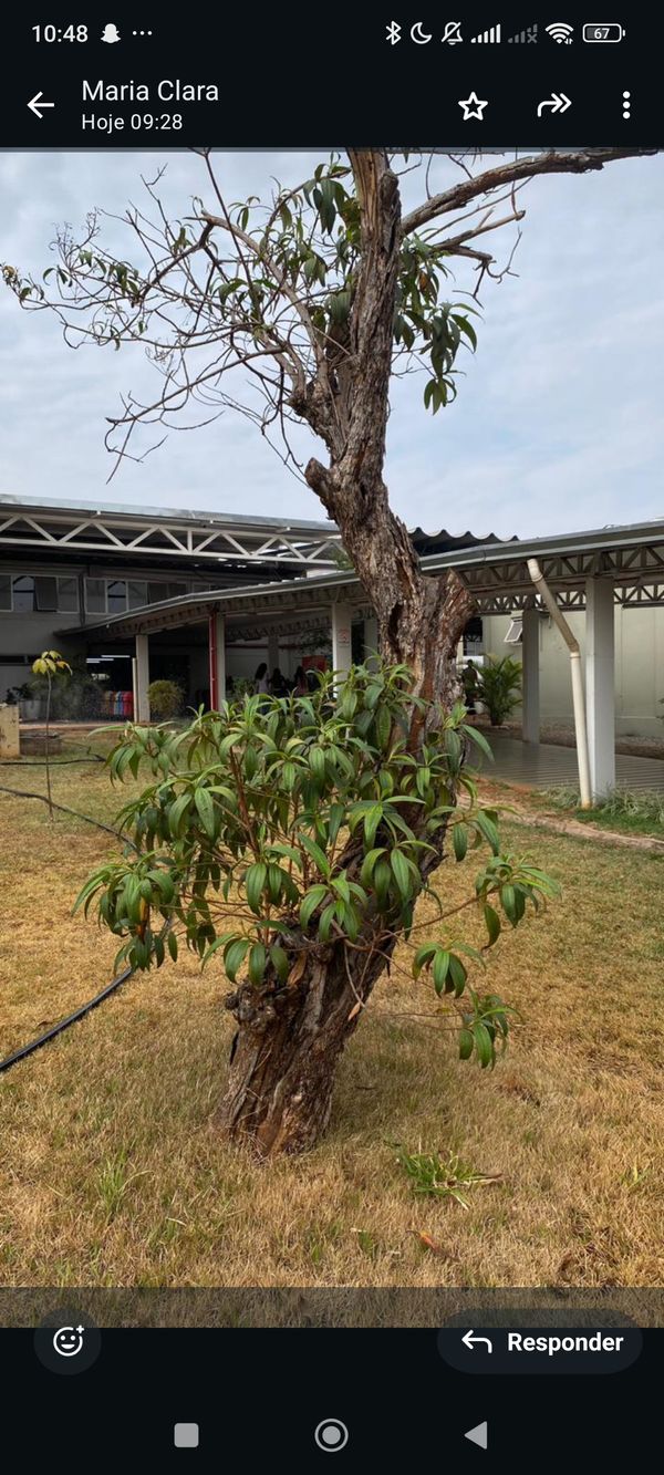 Identificação da planta Quaresmeira por foto