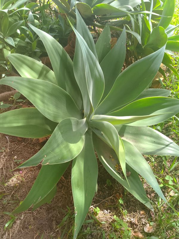 Identificação da planta Agave-dragão por foto