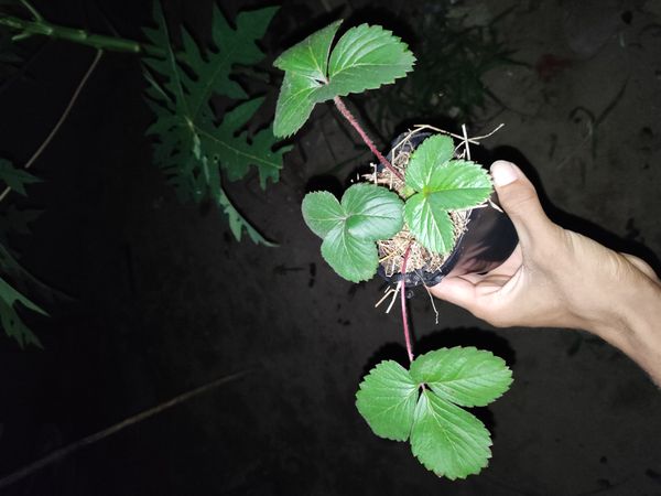 Identificação da planta morangueiro por foto