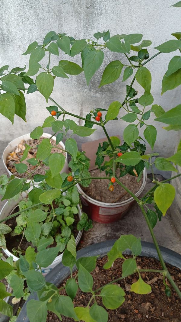 Identificação da planta Pimenta-de-cheiro por foto