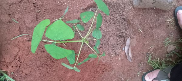 Identificação da planta Feijão-borboleta por foto