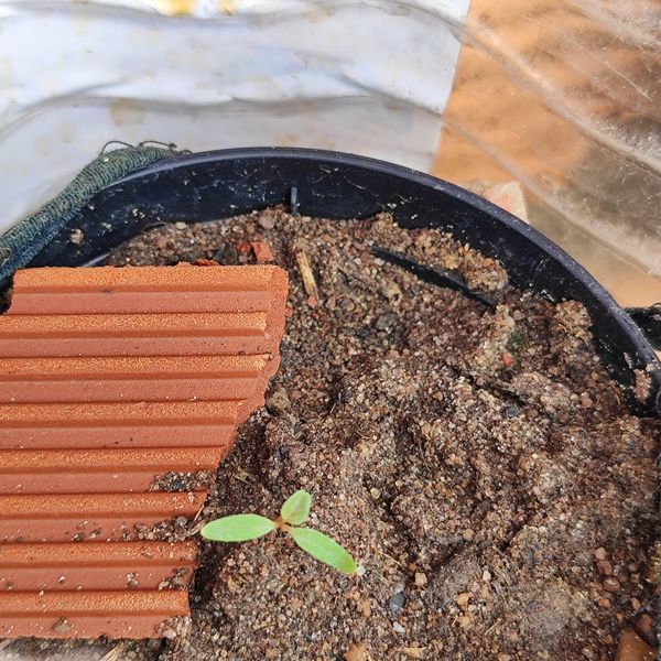 Identificação da planta Pepino por foto